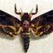 Real Death's Head Moth Silence Of The Lambs only 1 9829