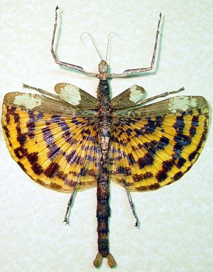 Leopard Winged Walking Stick Insect Phasma Gigas 2356