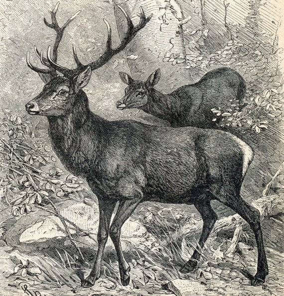 1894 German Antique Engraving of Deer