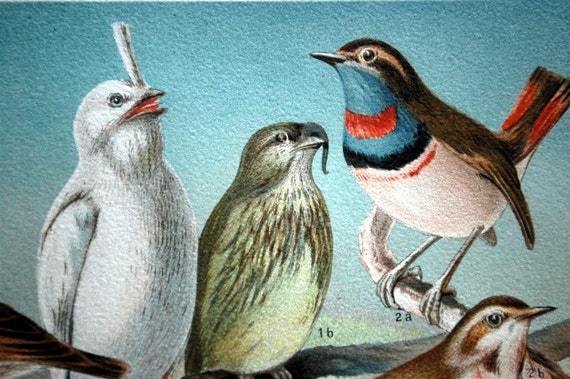 1895 Brilliantly Coloured Chromolithograph Plate of Birds. Fine-feathered Friends.