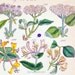 1875 Antique John Sowerby Hand-coloured Botanical Plate of Wild Flowers (581 to 600)