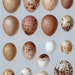 1895 Antique Rare Large Brilliantly Coloured Chromolithograph of Eggs. Plate no. 10
