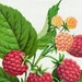 1890 Very Rare Luscious Antique Chromolithograph of Cuthbert Raspberries
