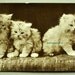 1915 Photo Postcard of Adorable Kittens