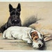 Early 1900s Valentines Postcard of Two Dogs. Disturbed.