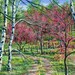 Original Landscape Tree Painting Of White Birch And Red Bud Trees With Path, Blue Green Red