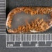 Owl Creek Owl Mountain Sagenite Cabochon SagOC2