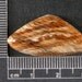 Petrified Wood Hells Canyon Cabochon Hand cut PWHC18