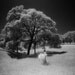 Spirit of the Oaks