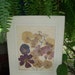 Vintage pressed pansy picture