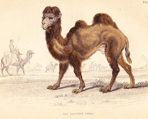 Vintage Camel Teen Creampie Xxx