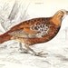 Antique Mountain Partridge Print . original engraving art dated 1834