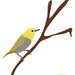 Girl Next Door, Limited edition colorful bird art