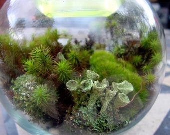 Terrarium kit-DIY Large Moss & lichen kit-FEATURED in 2015 Blog cabin in the 50 states of Etsy-Build your own-FREE Moss Care Book
