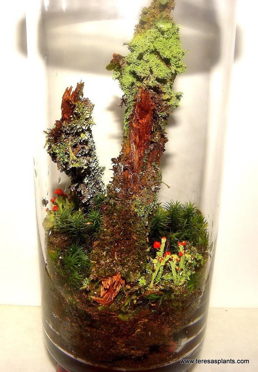 British Soldier Lichen Terrarium with 2 Cedar branches covered