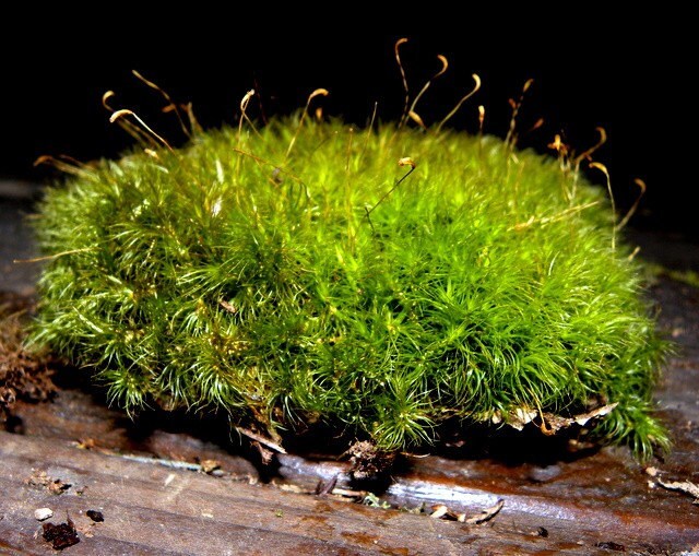 mood moss frog moss live moss for terrariums and vivariums mood moss frog moss live moss for terrariums and vivariums