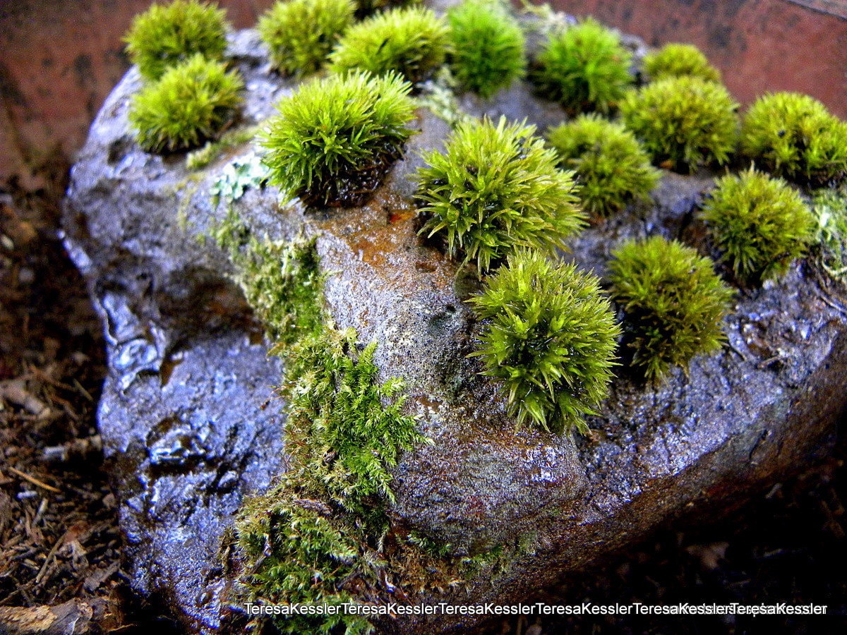 LIVE Pillow moss-10 Tiny Pillow moss Buttons of by teresab123