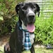 Matching Adjustable Dog Collar and Necktie