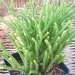 Crassula Muscosa - Watch Chain - 6 Succulent Cuttings