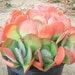 Kalanchoe luciae - Paddle Plant - Flapjacks - Succulent Plant