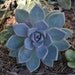 Graptoveria Succulent Plant Cutting - 3 Large Succulent Cuttings