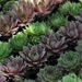 Hens and Chicks Sempervivum Plants - 12 Plants