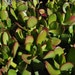 Jade Crassula Ovata Succulent Plant