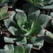Aeonium Haworthii Succulent Plant Small