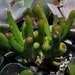 Crassula Ovata Gollum Jade Succulent Plant