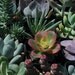 Custom Order for Sara - 85 Succulent Plants
