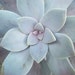 Graptopetalum pentandrum 2 Medium Succulent Cuttings