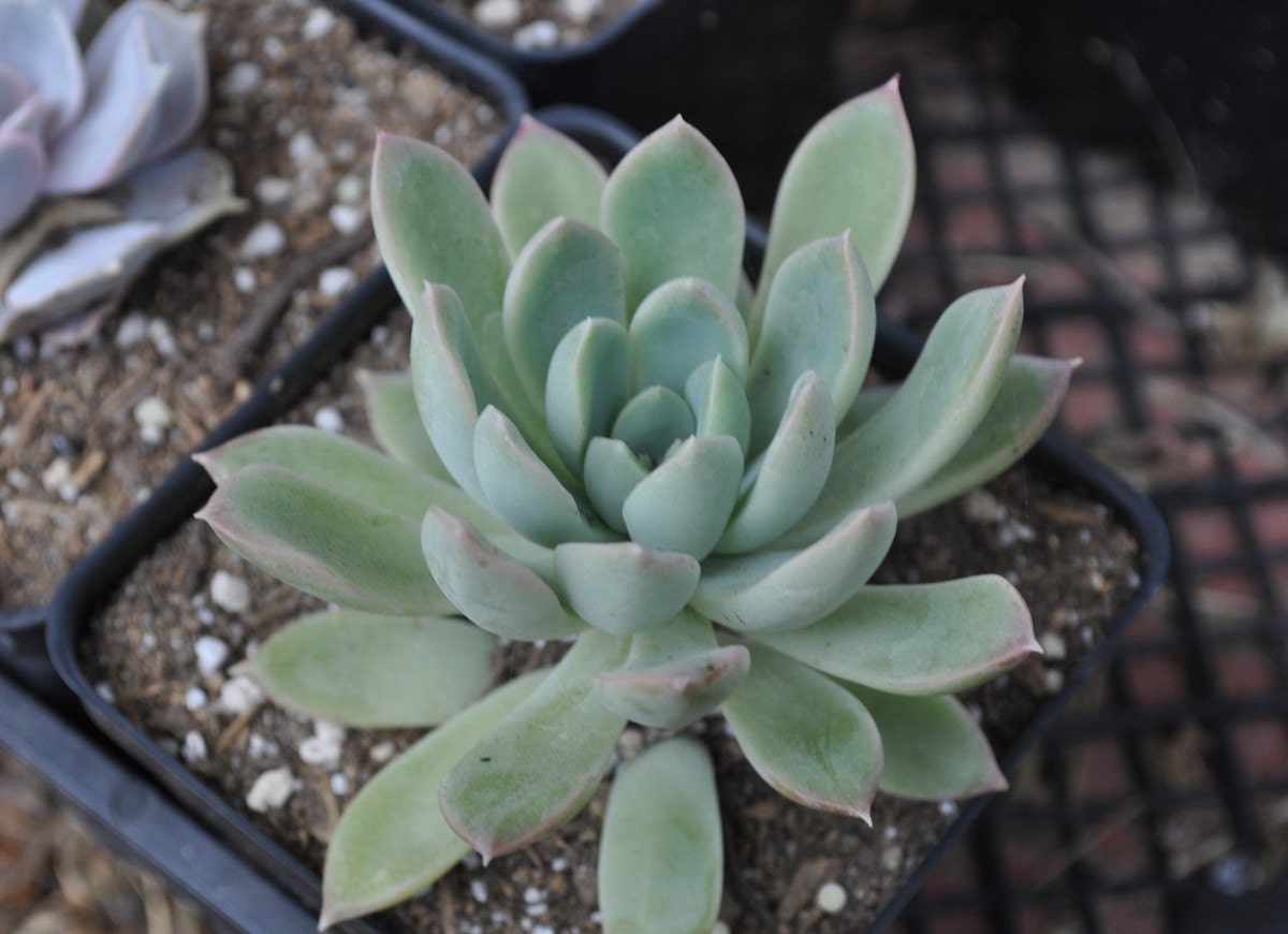 Echeveria species Succulent Plant by TheSucculentGarden on Etsy