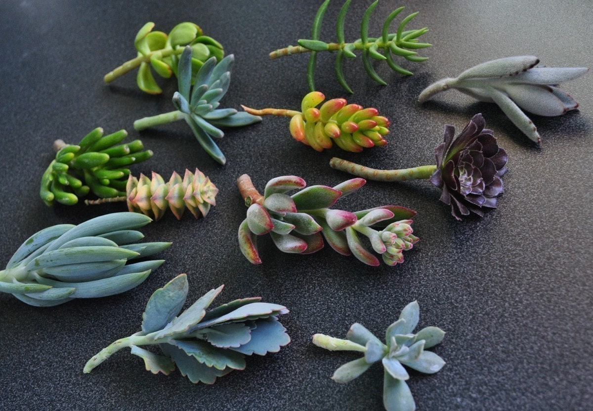 succulent clippings