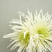 Bridal fascinator, flower hair clip - White spider mum