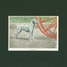1919 Vintage Dalmatian Dog Print