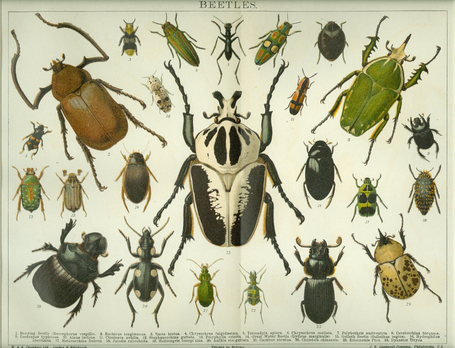 vintage insect clipart - photo #23