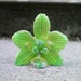 REAL Natural Small Green ORCHID Pin and Pendant
