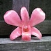 REAL Natural Medium Rose Pink ORCHID Pin and Pendant