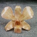 REAL Natural Camel and Brown ORCHID Pendant and Pin