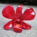 REAL Natural Rich Ruby Red ORCHID Pin and Pendant