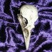 Crow Skull Realistic Resin Replica