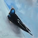Painterly Purple Martin, Barn Swallow, Blue, Water, Black, Rust, Sitting Swift Bird - Original Painting by Clair Hartmann