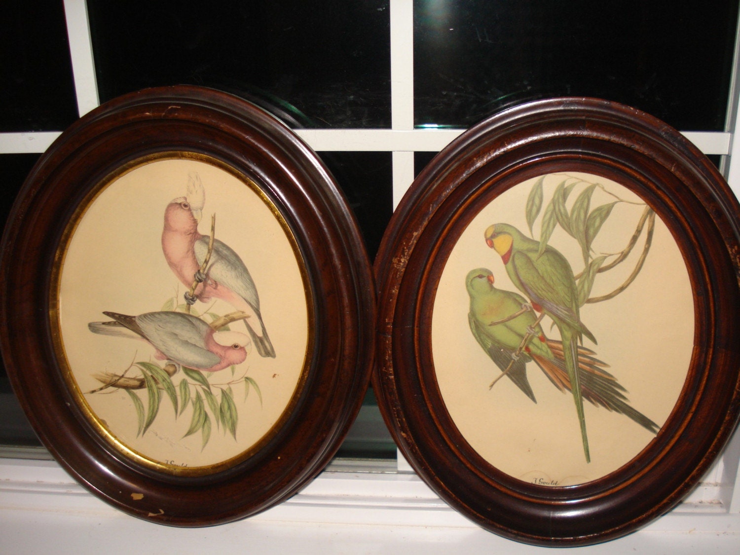 Beautiful Pair T. Gould Bird Prints in Original Oval Wooden