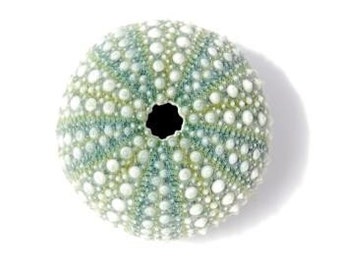 Sea urchin shell print - beach mint wall art, kina home decor, beach theme art, beach cottage decor, green shell print, new zealand kina
