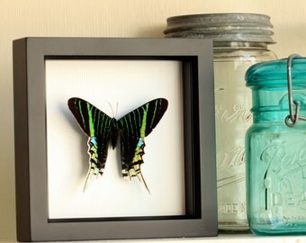 Urania Swallowtail Mounted Moth Framed Insect Display