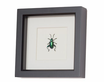 Real Framed Butterflies and Insect Art Displays by BugUnderGlass