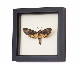 Real Mounted Death Head Moth Taxidermy Display