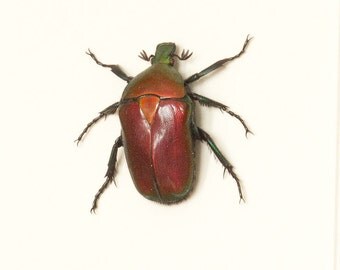 Framed Beetle Taxidermy Fruit Chafer