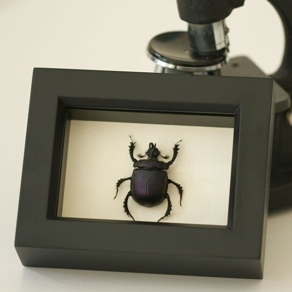 Purple Framed Scarab Beetle Museum Quality Insect Frame