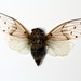 Cicada Museum Display - Real Insect Display